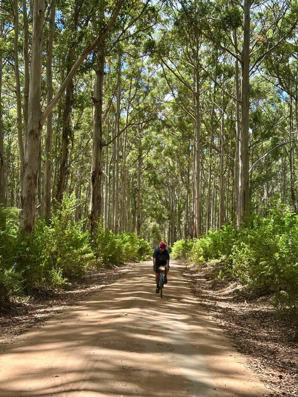 A dirt track through tall karri forest
