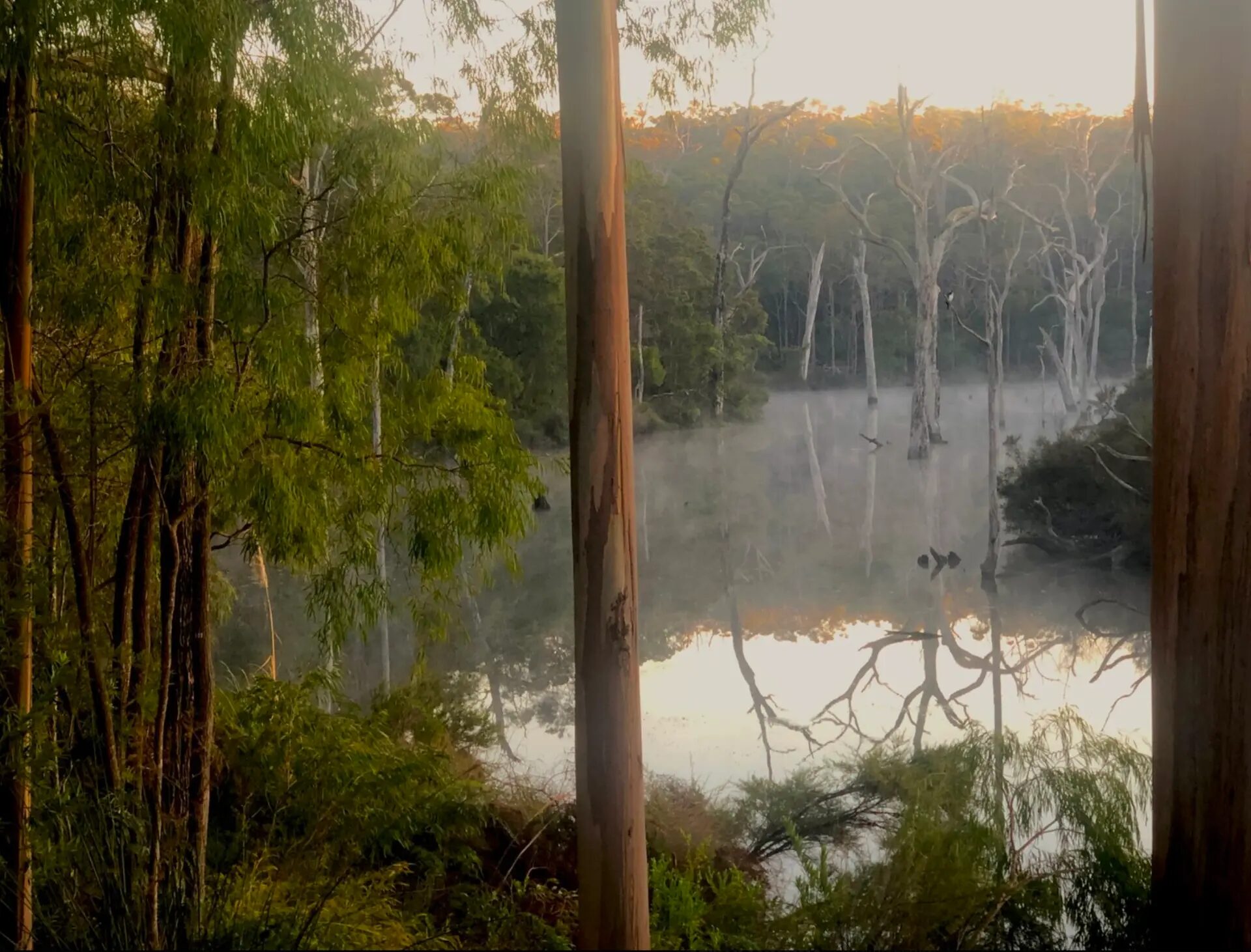 Mist over a forest lake