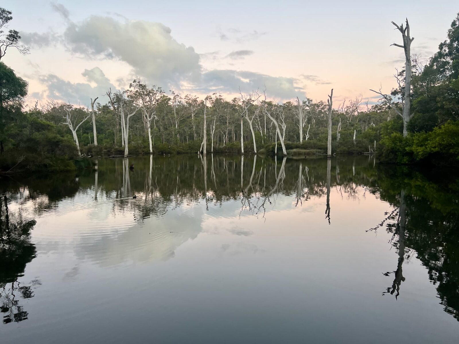 Gum trees reflected in a river at dusk
